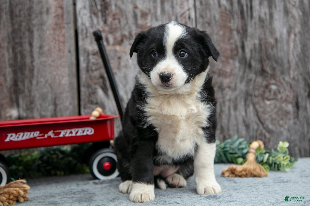 Mixed Breed dogs for sale: Tina - Ad 2