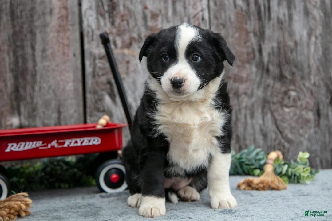 Mixed Breed dogs for sale: Tina - Ad 2