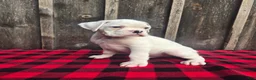 Boxer dogs for sale: Deacon - Ad 3