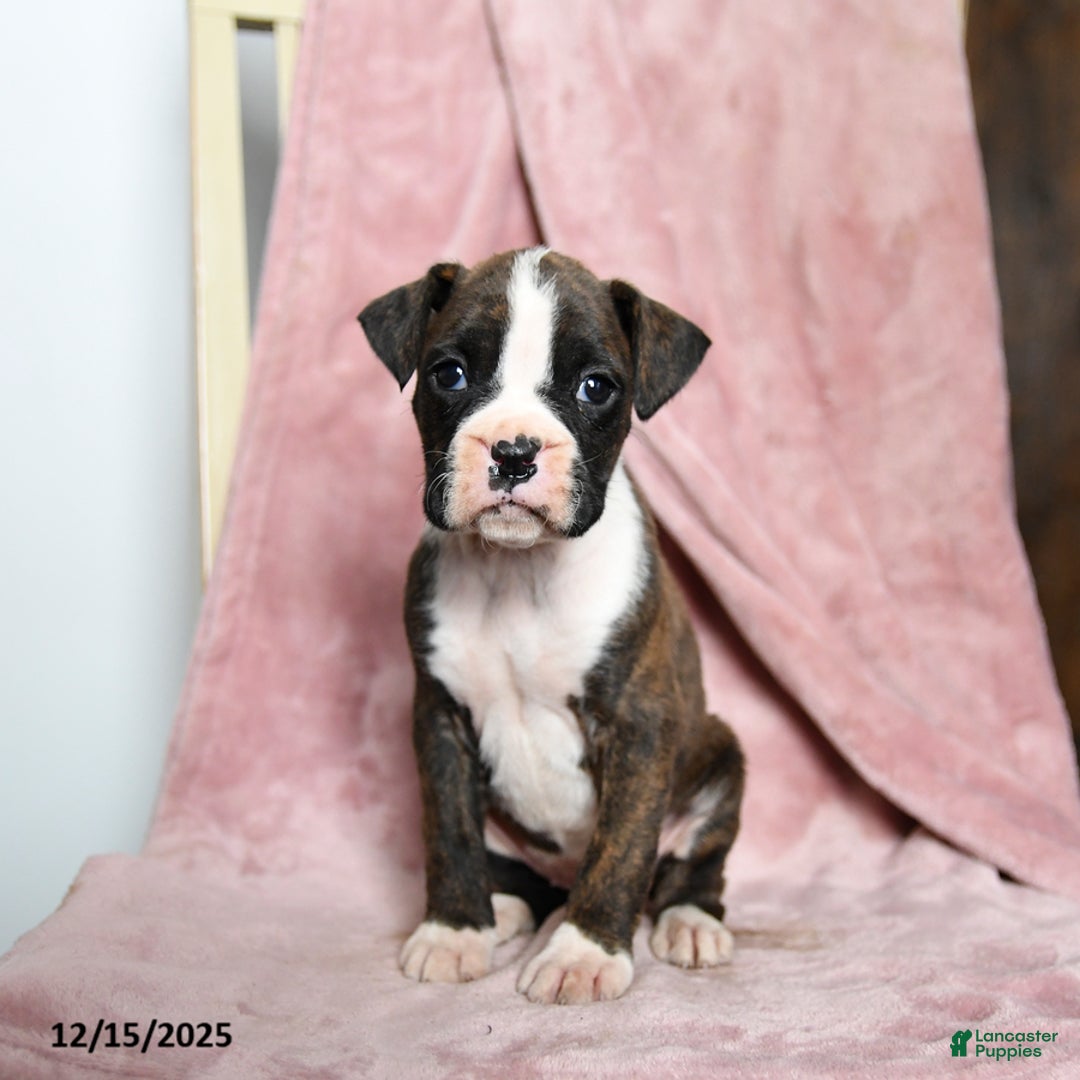 Boxer dogs for sale: Lindsey - Ad 5