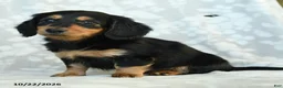 Miniature Dachshund dogs for sale: Pepper - Ad 4