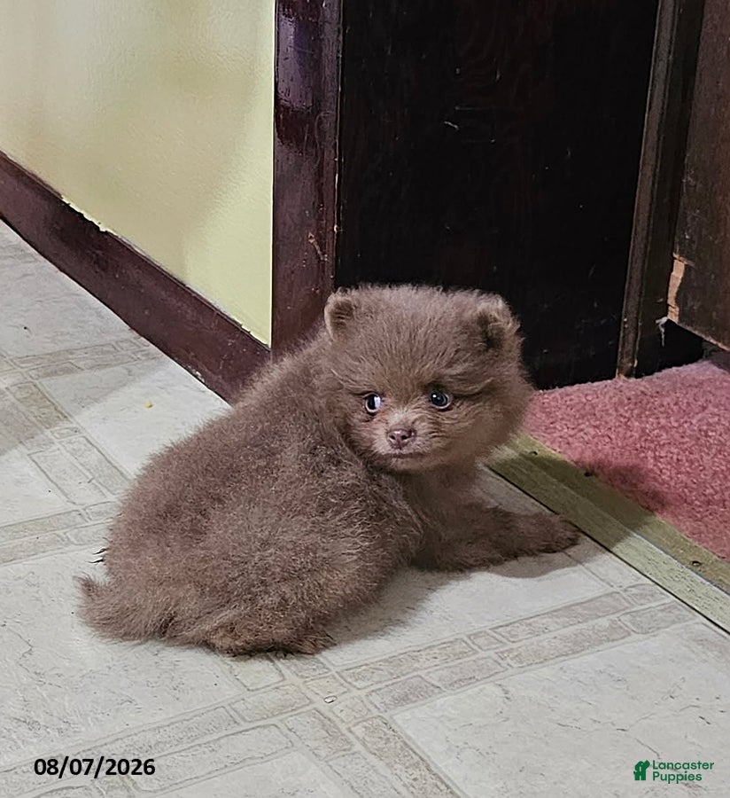 Pomeranian dogs Teddy - Ad 1