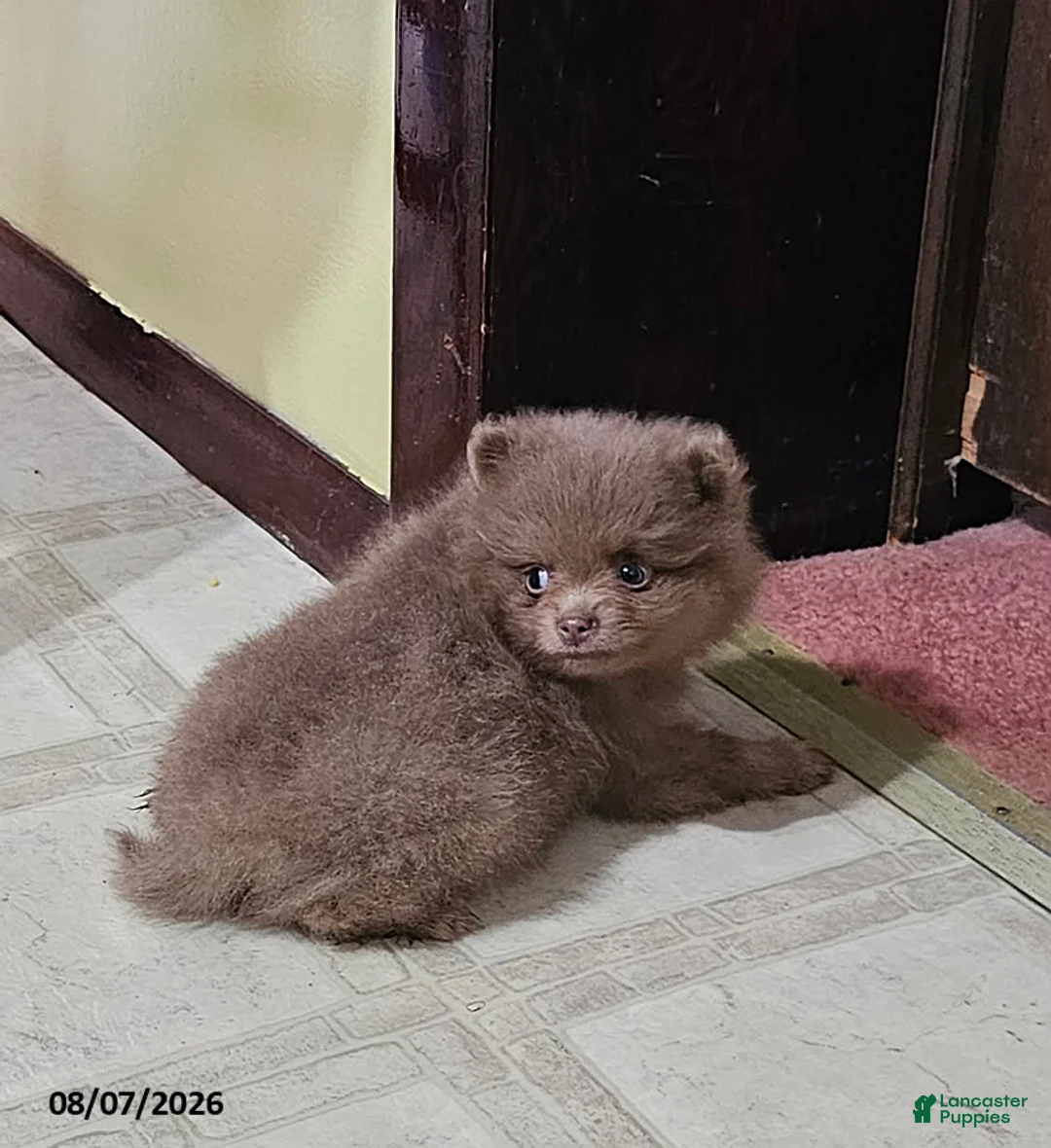 Pomeranian dogs for sale: Teddy - Ad 1