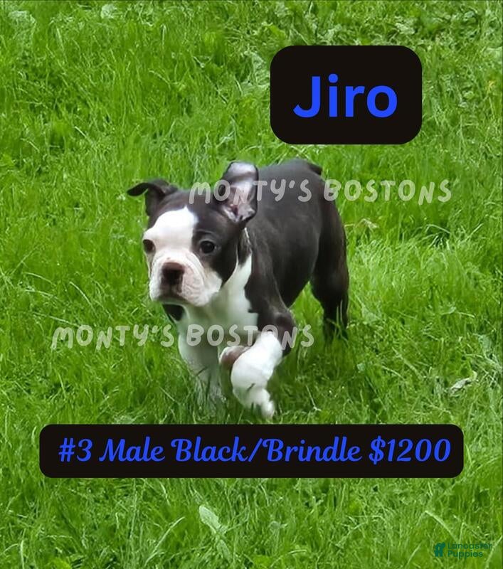 Boston Terrier dogs Jiro - Ad 11