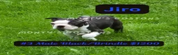 Boston Terrier dogs for sale: Jiro - Ad 1
