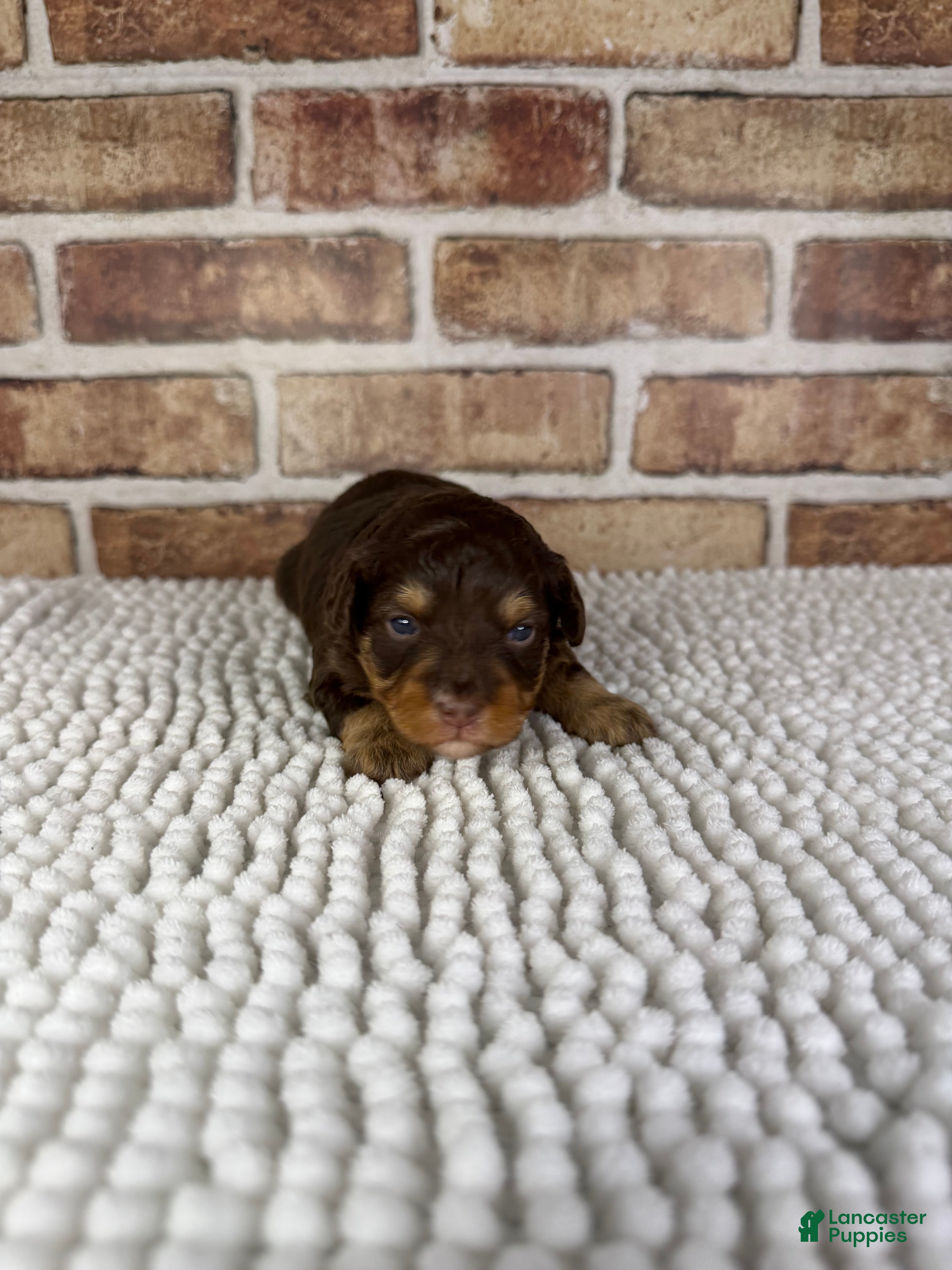 Mini Aussiedoodle dogs Tootsie - Ad 18