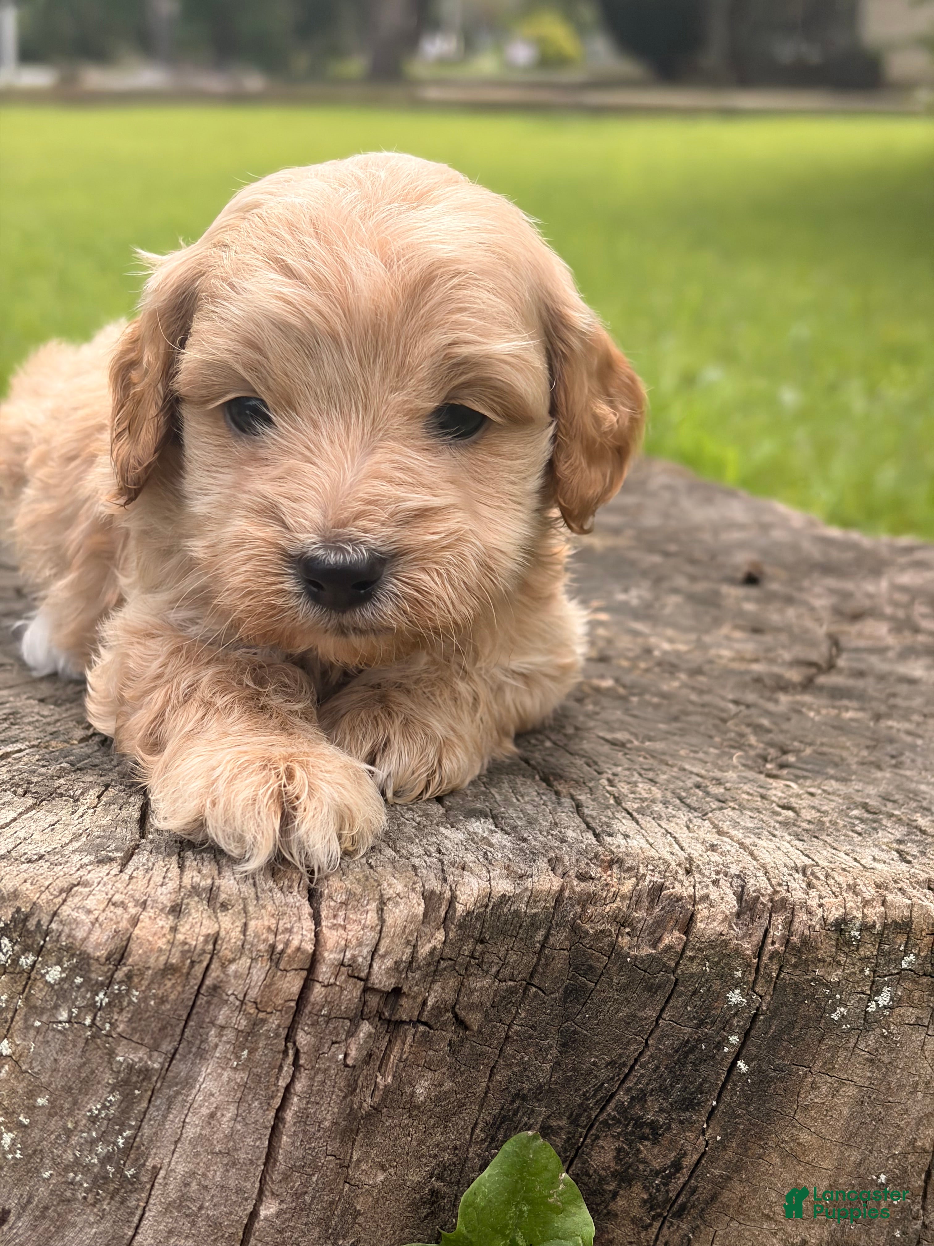Cockapoo dogs Nova  - Ad 2