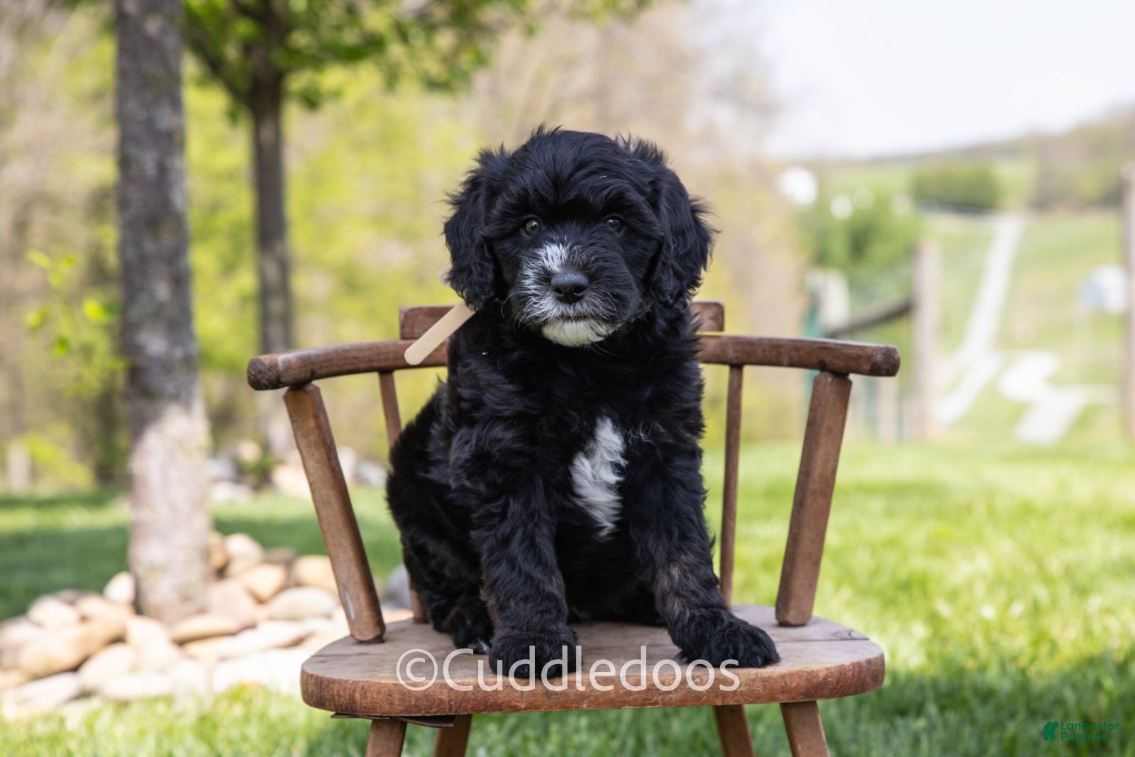 Mini Sheepadoodle dogs Lilac - Ad 2