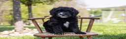 Sheepadoodle dogs for sale: Lilac - Ad 1