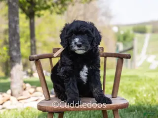 Mini Sheepadoodle dogs for sale: Lilac - Ad 2