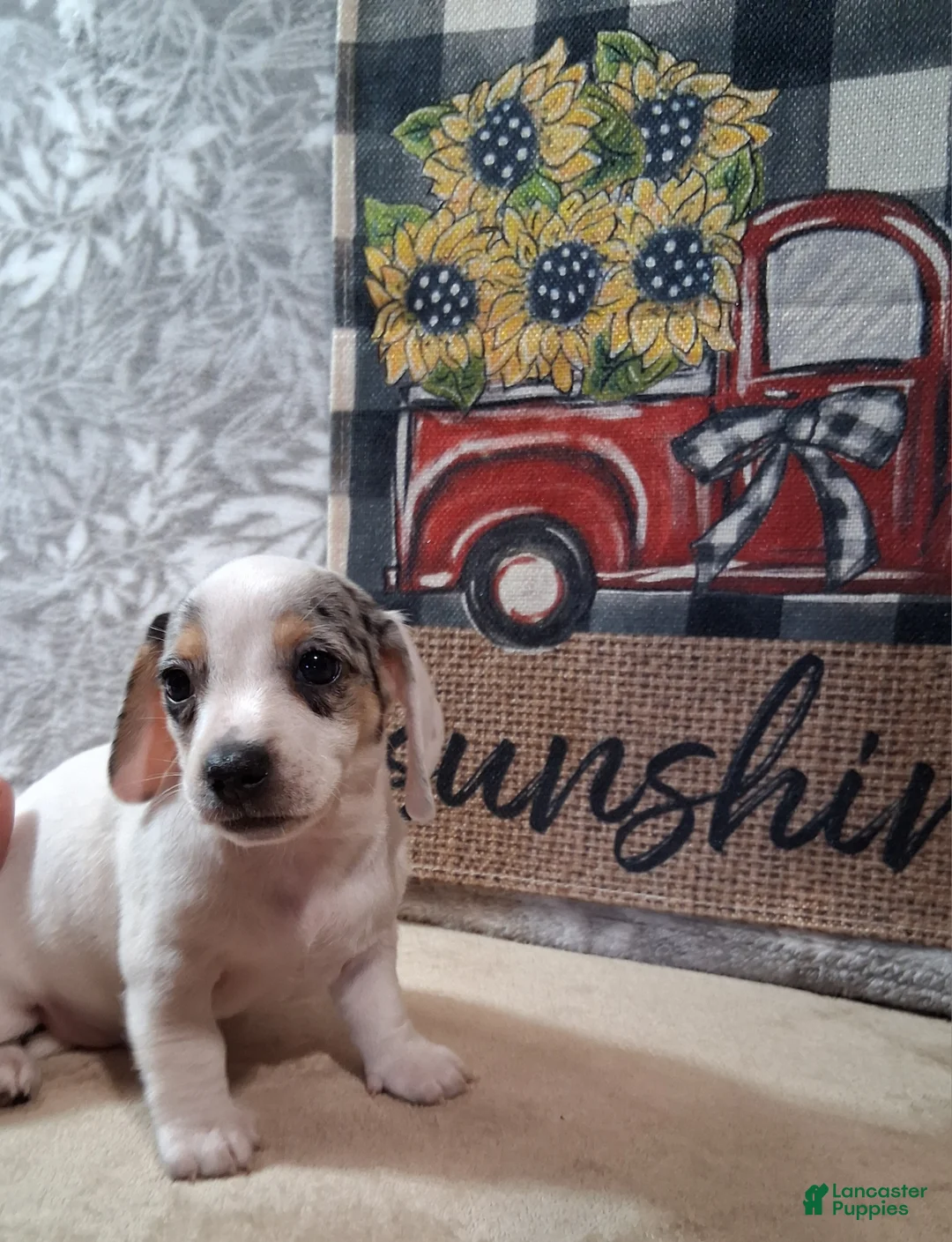 Miniature Dachshund dogs for sale: Peaches - Ad 15