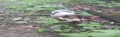 Beagle Puppy 1
