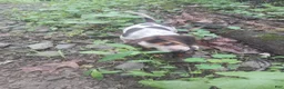 Beagle dogs for sale: Beagle Puppy 1 - Ad 1