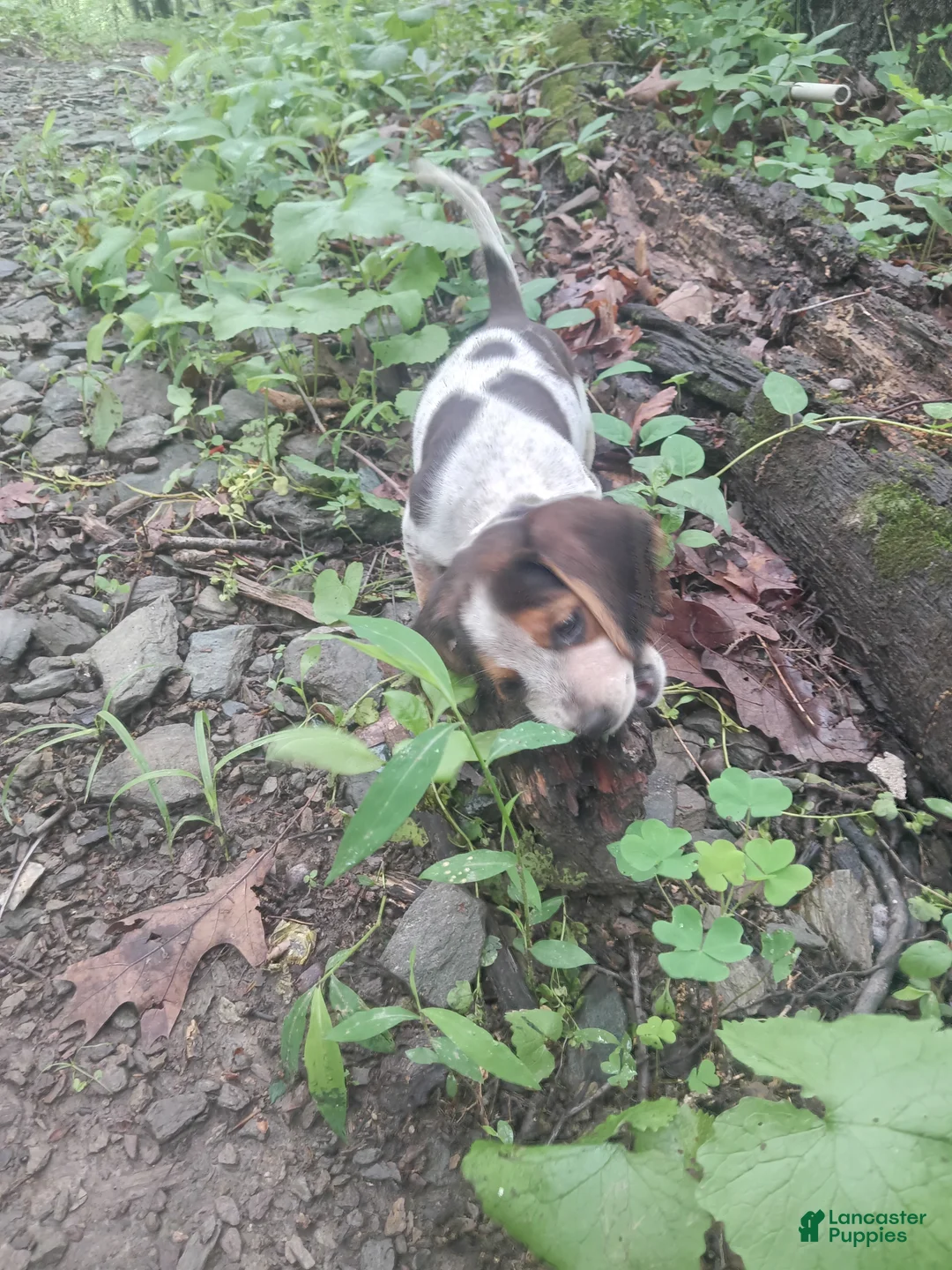 Beagle dogs for sale: Beagle Puppy 1 - Ad 1