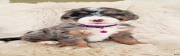 Mini Bernedoodle dogs for sale: WINONA - Ad 3