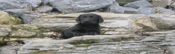 Labrador Retriever dogs for sale: Sally Labrador Retriever  - Ad 10