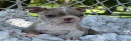 Boston Terrier dogs for sale: Murphy  - Ad 4