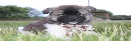 Akita dogs for sale: AKC Riley - Ad 6