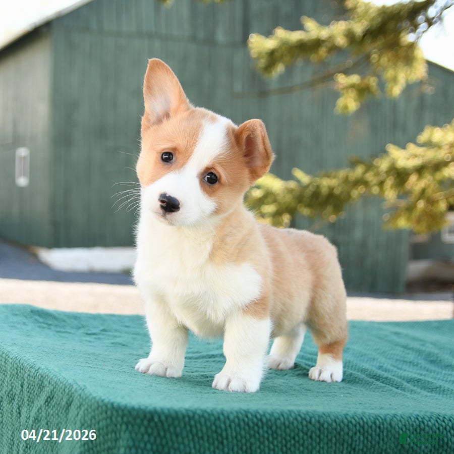 Welsh Corgi Pembroke dogs Scout - Ad 1