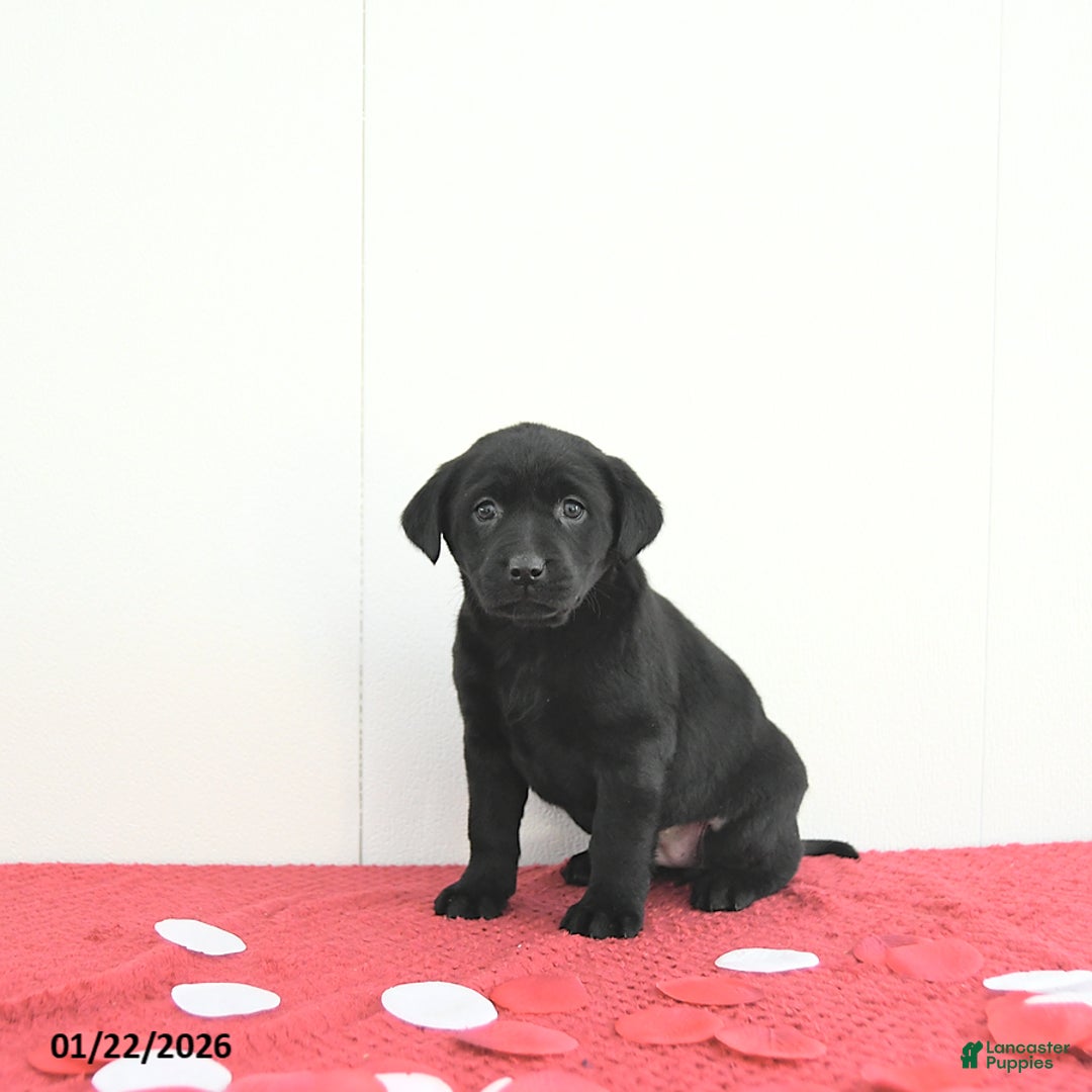 Labrador Retriever dogs for sale: Piper - Ad 1