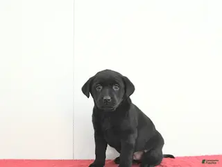 Labrador Retriever dogs Piper - Ad 28