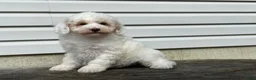 Miniature Poodle dogs for sale: Dakota Miniature Poodle  - Ad 9