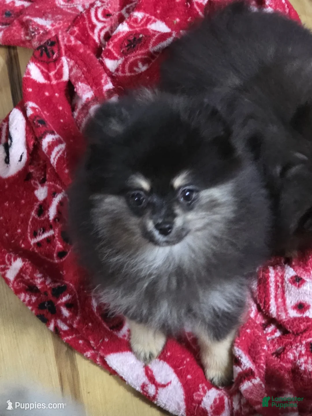 Pomeranian dogs for sale: Akc Macy  - Ad 2