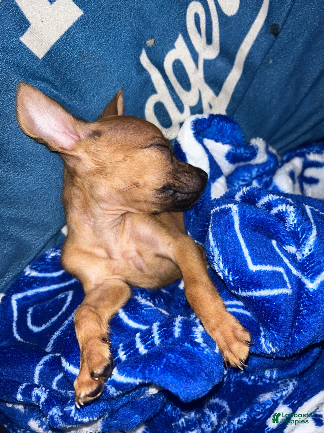 Mixed Breed dogs for sale: Mixed Breed Puppy 1 - Ad 1