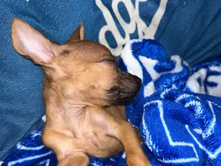 Mixed Breed dogs Mixed Breed Puppy 1 - Ad 20