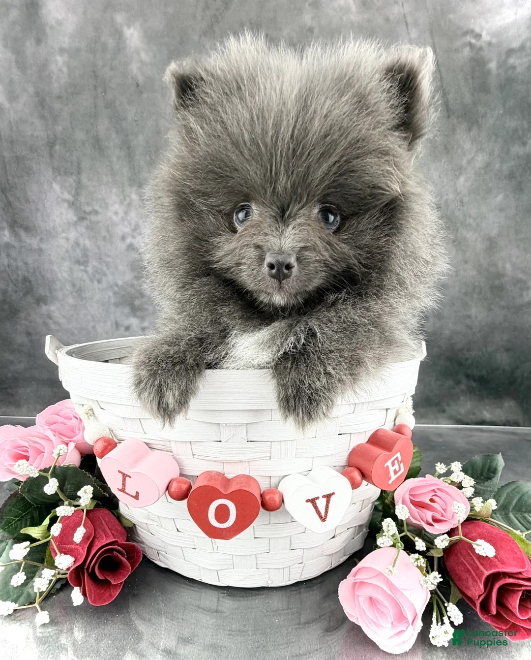 Pomeranian dogs for sale: Sky  - Ad 1