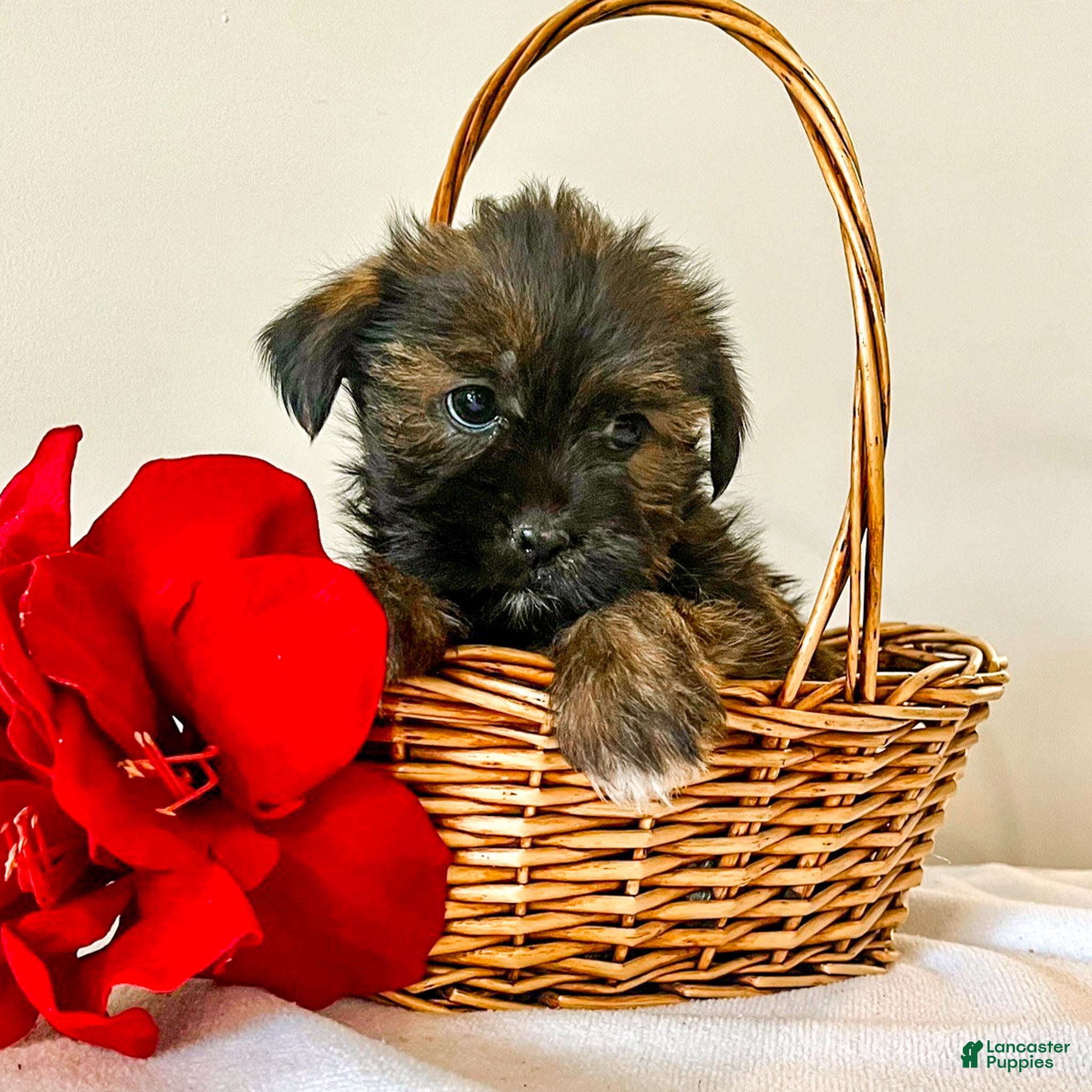 Shorkie dogs Howie - Ad 14