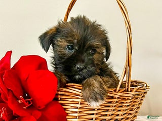 Shorkie dogs Howie - Ad 34