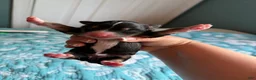 Australian Shepherd dogs for sale: Odessa  - Ad 5