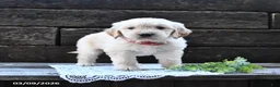Goldendoodle dogs for sale: Buster - Ad 5