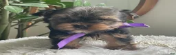 Yorkshire Terrier dogs for sale: Tucker - Ad 3