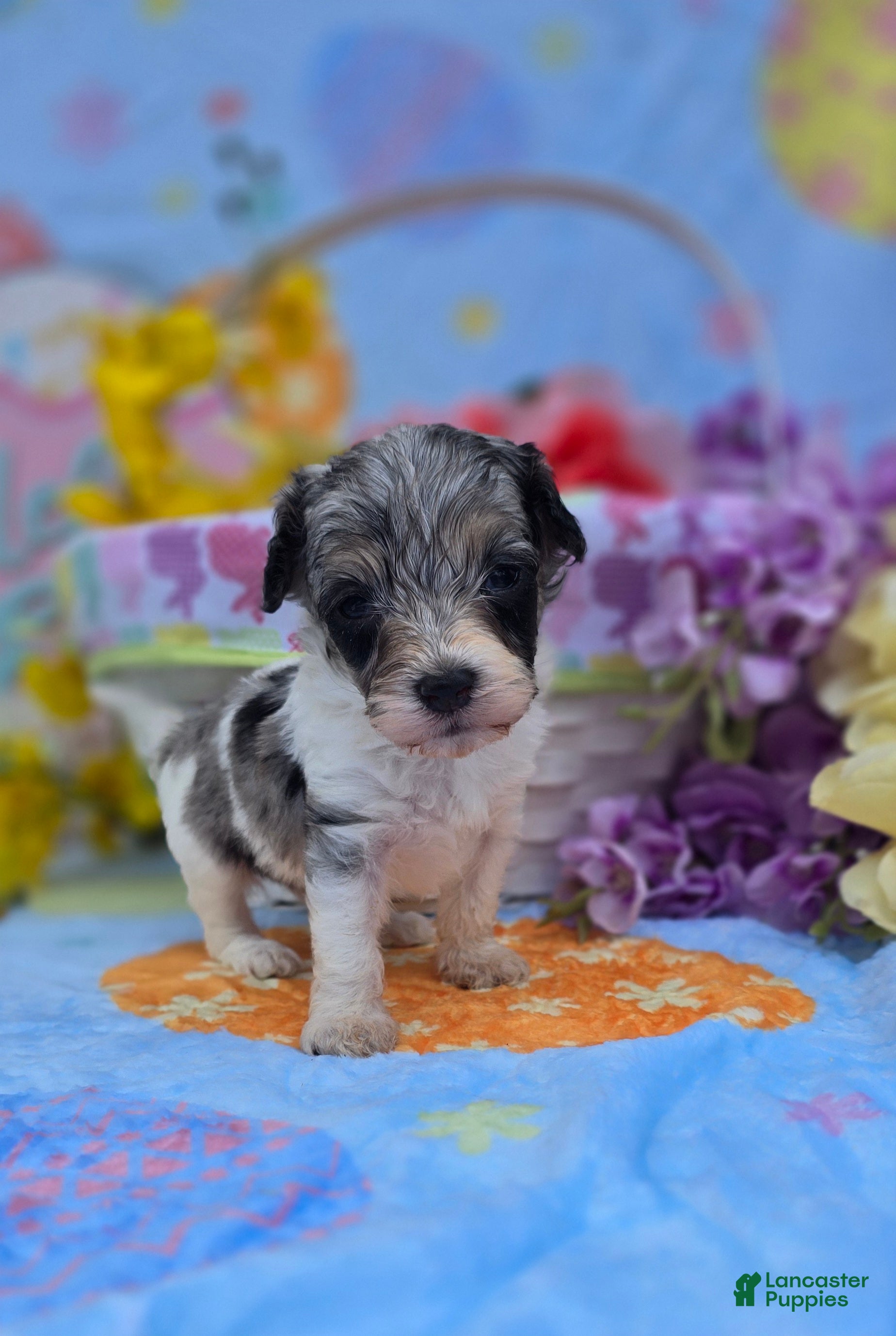 Maltipoo dogs Slate - Ad 35