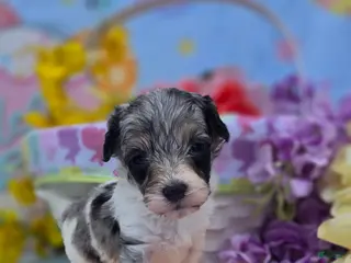 Maltipoo dogs Slate - Ad 33