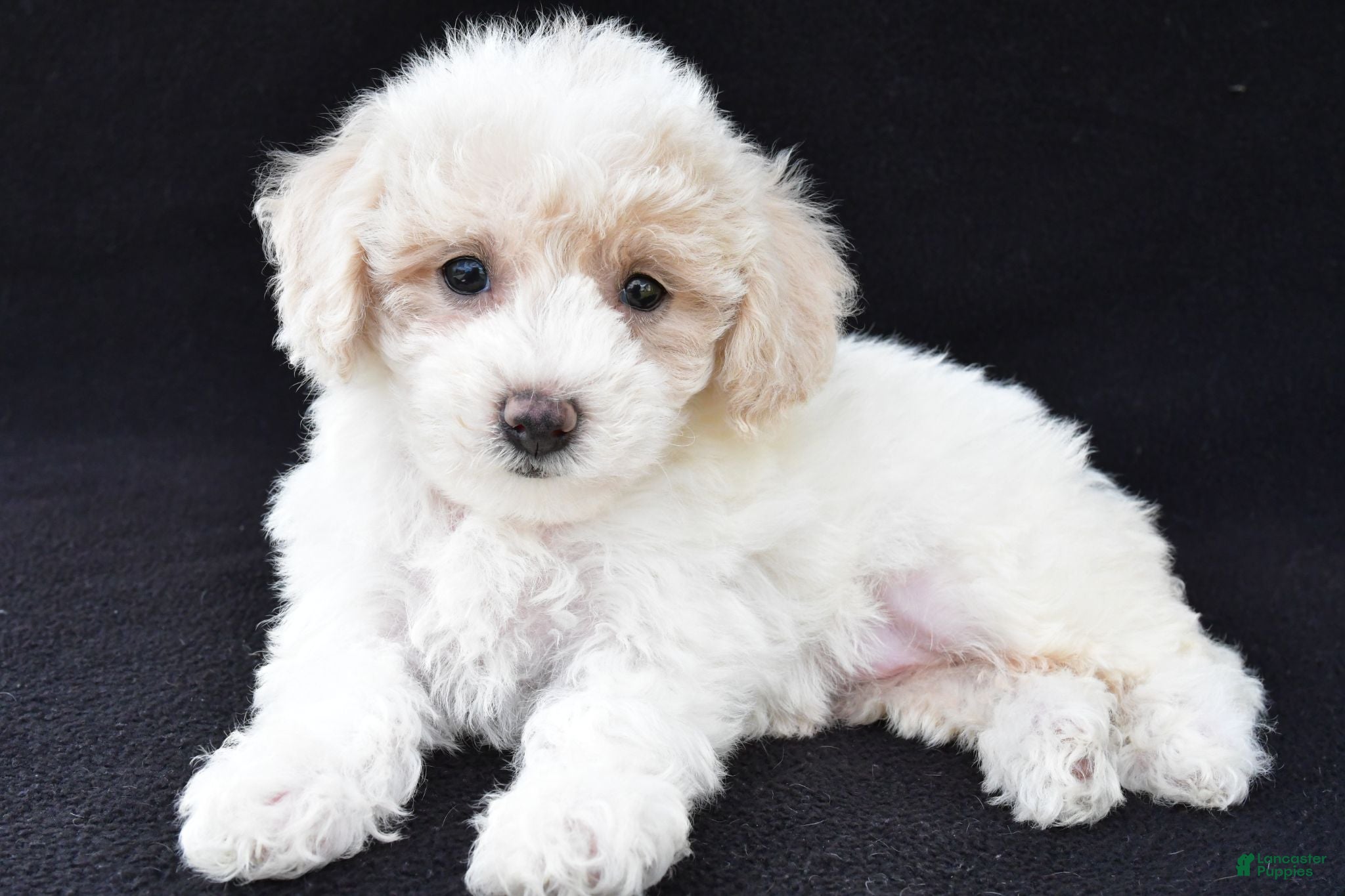 Cavachon dogs Jewel - Ad 1