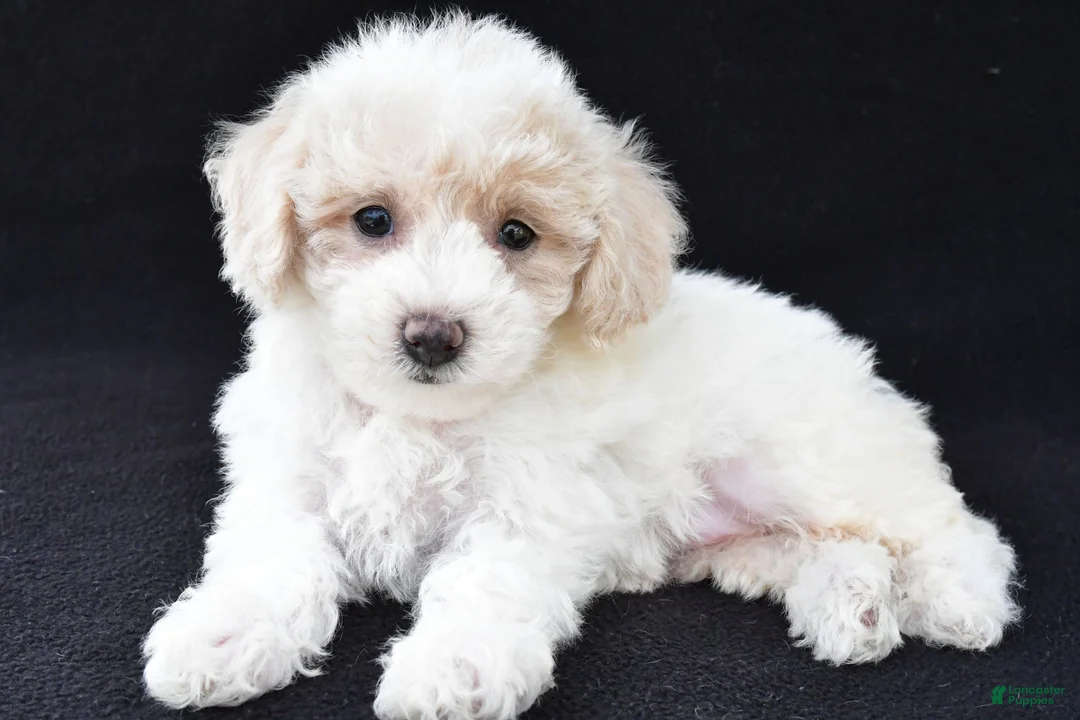 Cavachon dogs for sale: Jewel - Ad 1