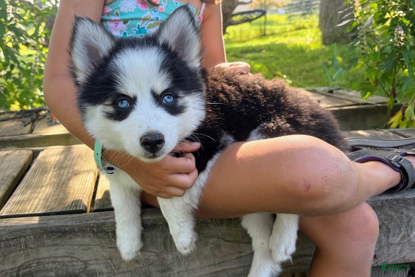 Pomsky dogs Poppy - Ad 2