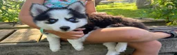 Pomsky dogs for sale: Poppy - Ad 4