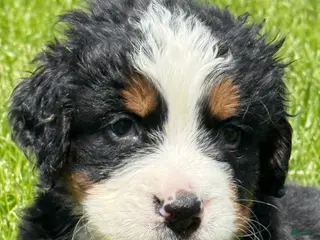 Bernese Mountain Dog dogs Bernese Mountain Dog Puppy 1 Mr black - Ad 23