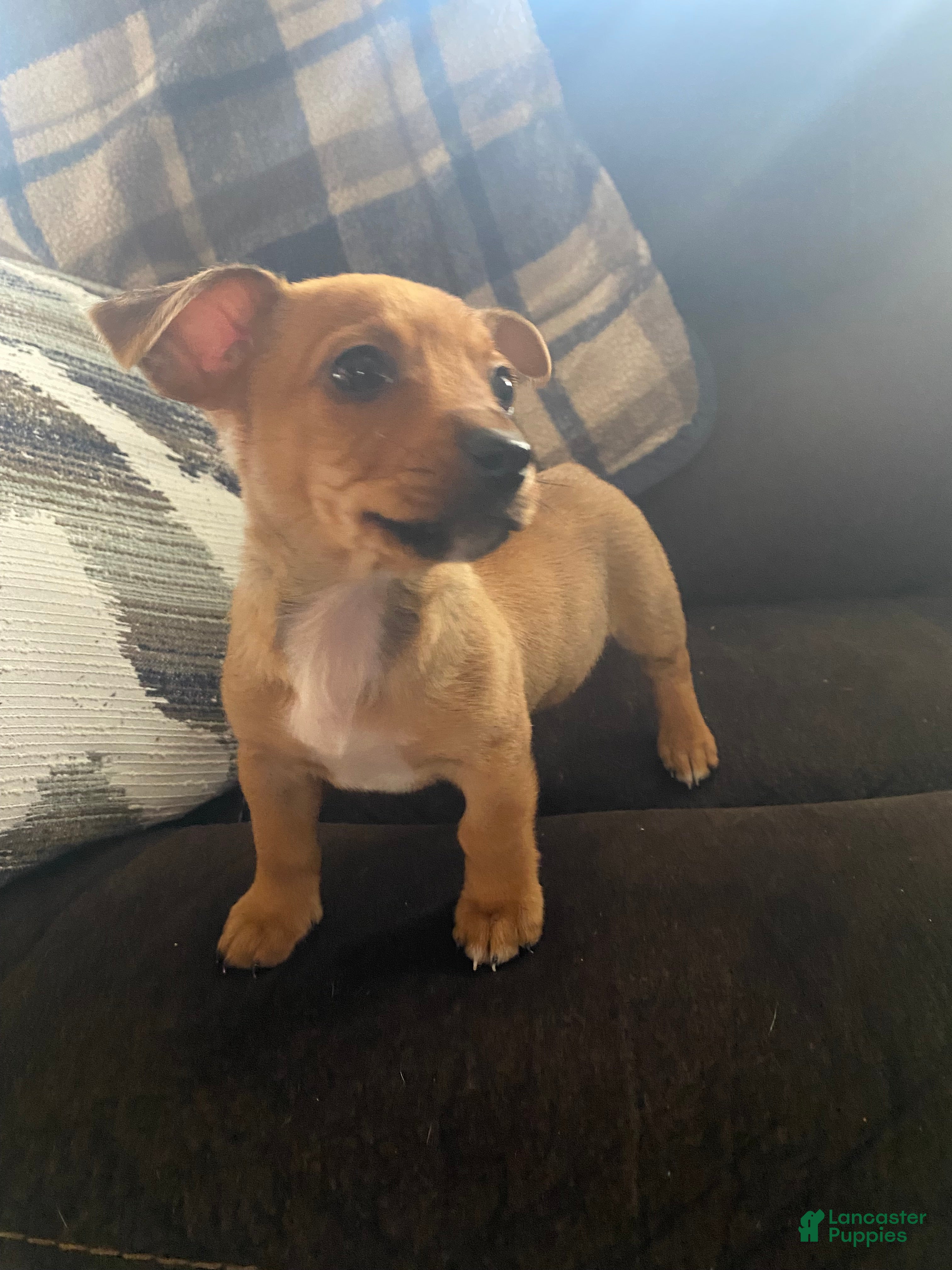 Mixed Breed dogs Mixed Breed Puppy 2 - Ad 23