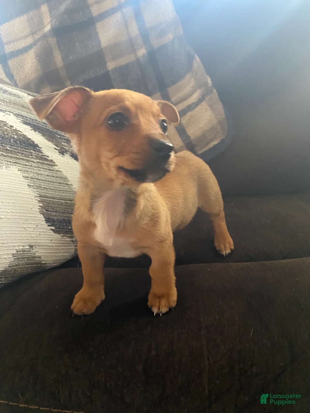 Mixed Breed dogs for sale: Mixed Breed Puppy 2 - Ad 1