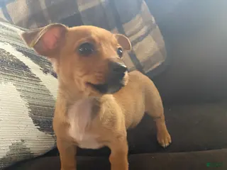 Mixed Breed dogs Mixed Breed Puppy 2 - Ad 23