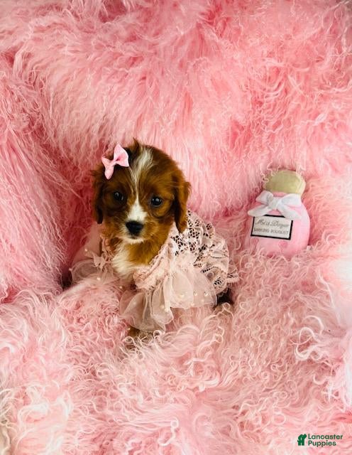 Cavapoo dogs Cavapoo Puppy 1 - Ad 2
