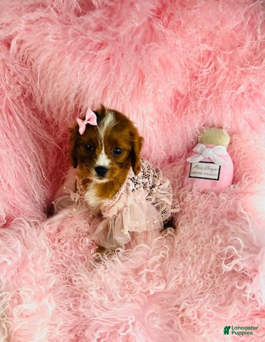 Cavapoo dogs for sale: Cavapoo Puppy 1 - Ad 2
