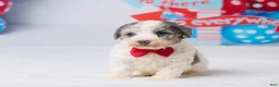 Miniature Poodle dogs for sale: Rocky - Ad 1