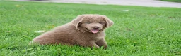 Newfoundland dogs for sale: Bianca - Ad 9
