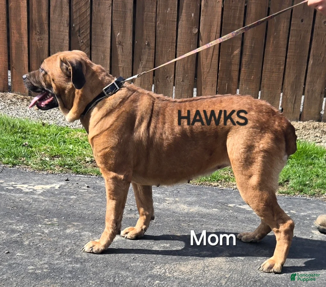 Mixed Breed dogs for sale: Hawks Red Girl - Ad 9